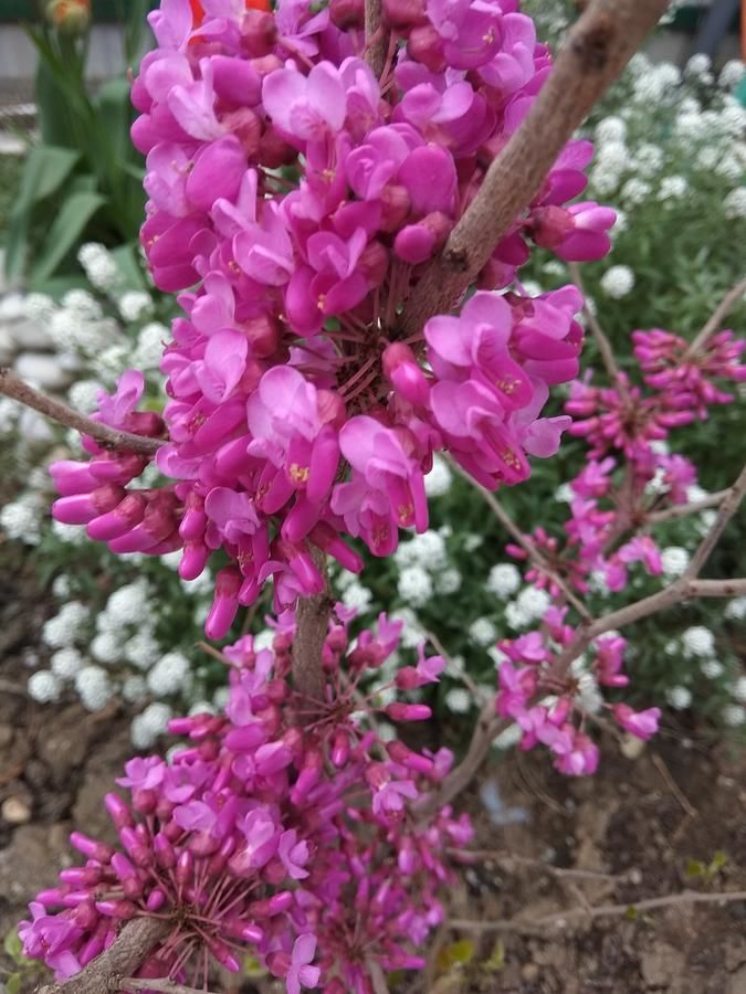 Гостевой дом RAiSA Гагра-20