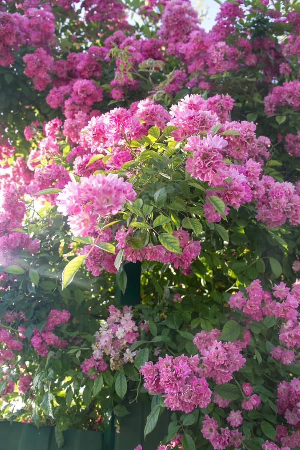 Гостевой дом RAiSA Гагра-5