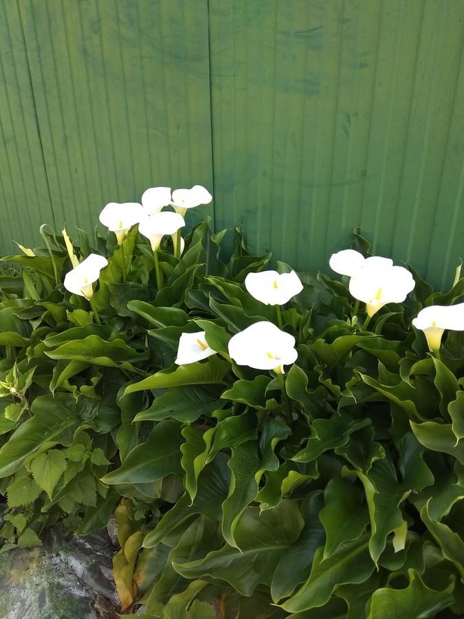 Гостевой дом RAiSA Гагра-28