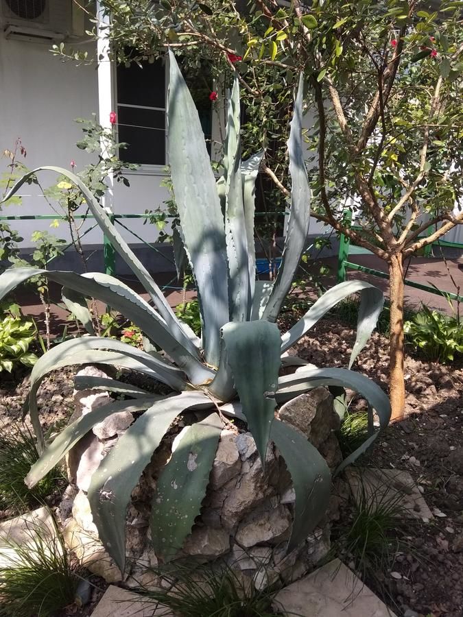 Гостевой дом RAiSA Гагра-29