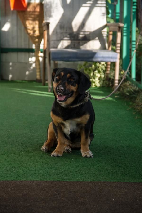 Гостевой дом RAiSA Гагра-6