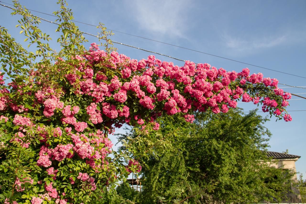 Гостевой дом RAiSA Гагра-12