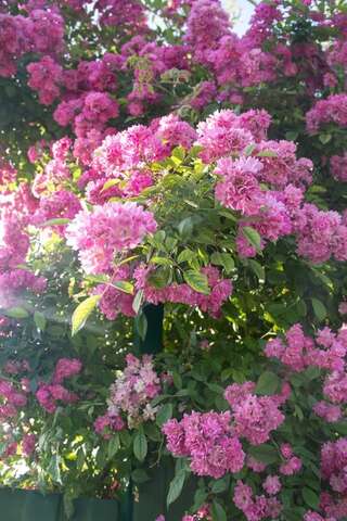 Гостевой дом RAiSA Гагра-1