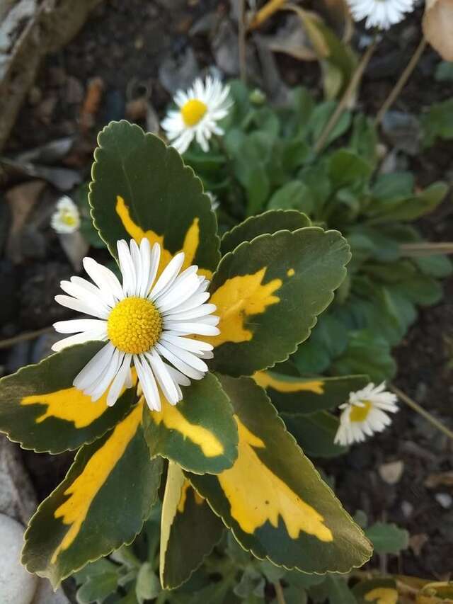 Гостевой дом RAiSA Гагра-20