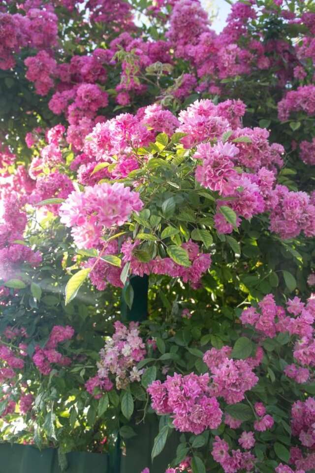 Гостевой дом RAiSA Гагра-4