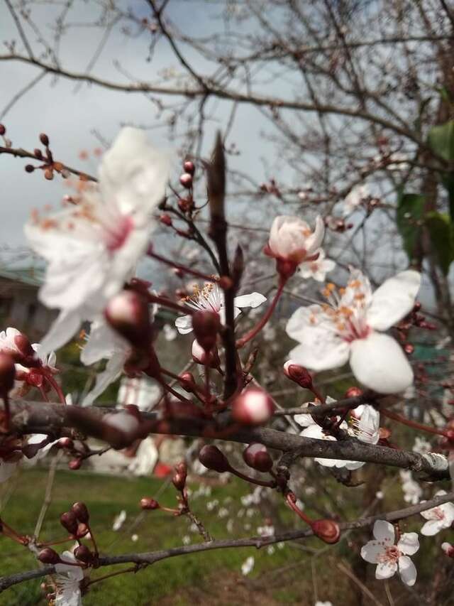 Гостевой дом RAiSA Гагра-22