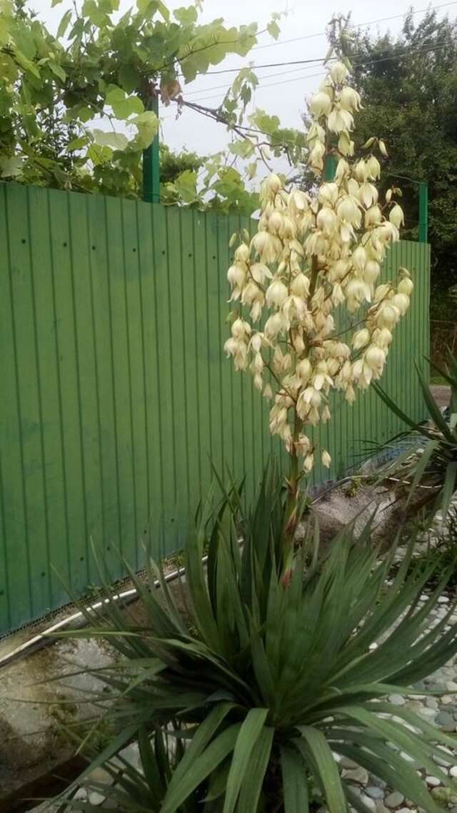 Гостевой дом RAiSA Гагра-25