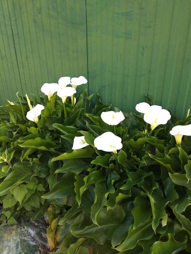 Гостевой дом RAiSA Гагра-27