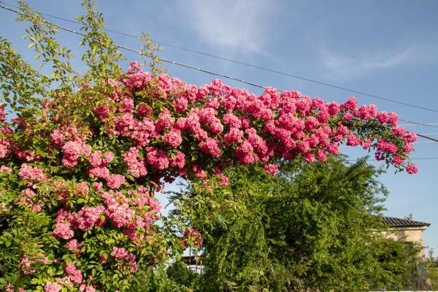 Гостевой дом RAiSA Гагра-11